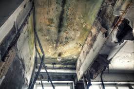 Best Real Estate Mold Inspection  in Perry, OK